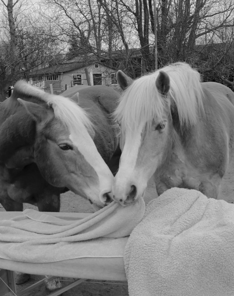 paardencoaching1