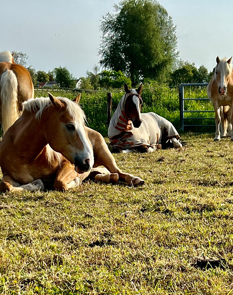 paardencoaching6